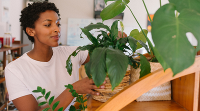 NASA's Guide to Air-Filtering Indoor Plants